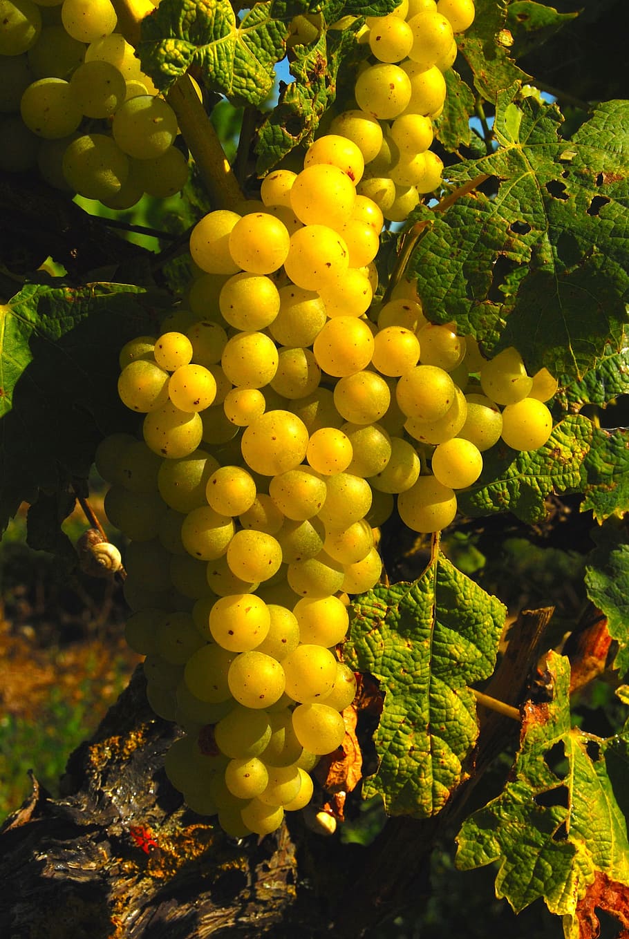 grapes, ile de re, fall, healthy eating, fruit, food and drink HD wallpaper