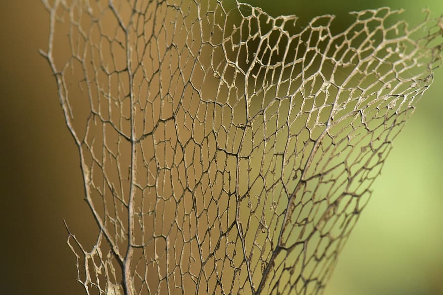 dry leaf, leaf frame, skeleton, dried, foliage, bokeh, pattern HD wallpaper