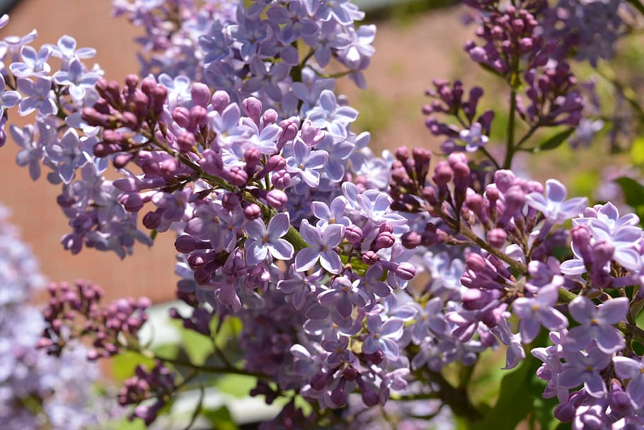 lilac, blossom, bloom, violet, inflorescence, flower, close HD wallpaper