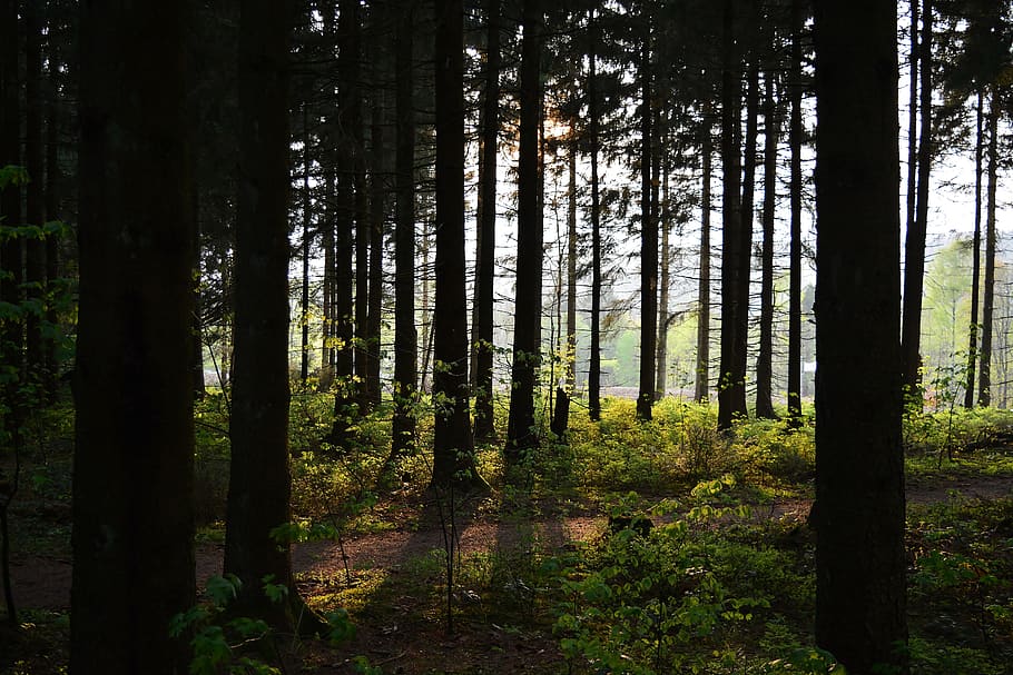 forest, sunset, sunlight, dusk, mystical, tree, plant, land HD wallpaper