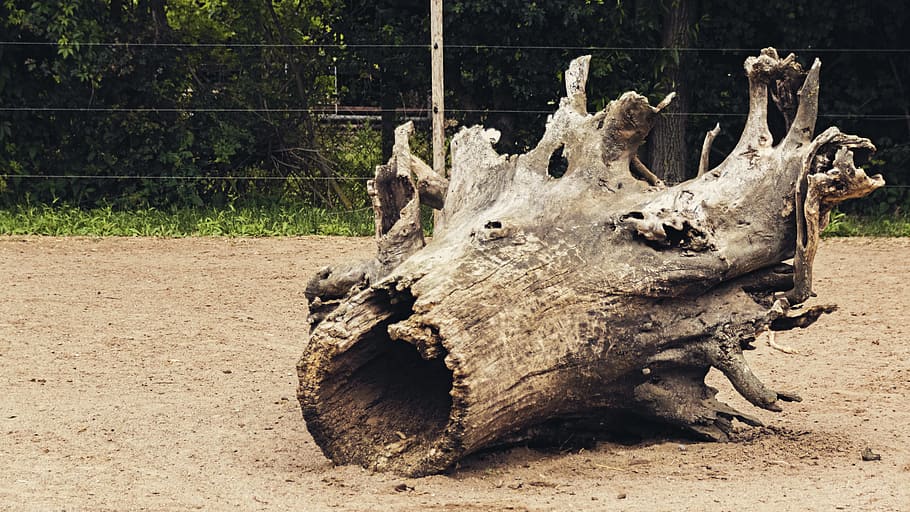 tree, log, root, bark, nature, lying, day, plant, land, no people HD wallpaper