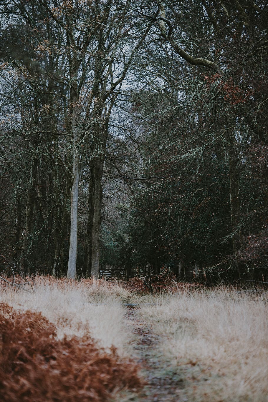 The path, green forest tree photography, woodland, grass, field HD wallpaper