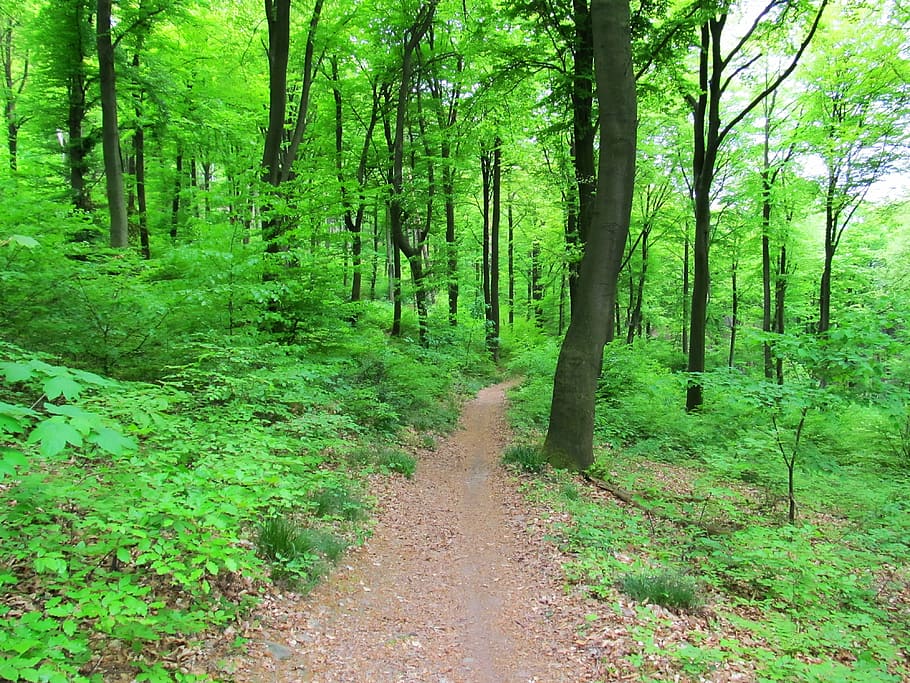 forest, trees, nature, green, footpath, outdoors, woodland HD wallpaper
