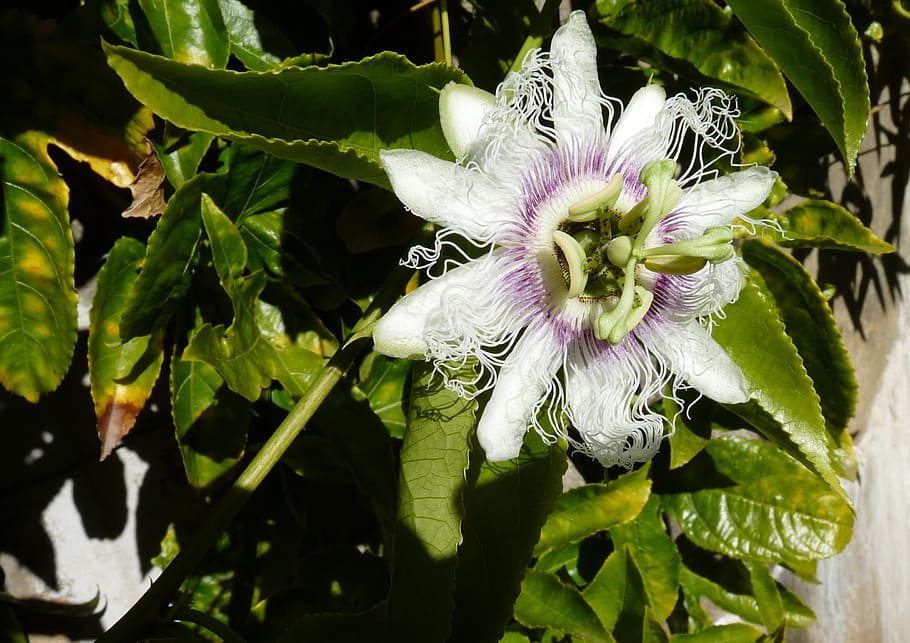 flower, climbing, vine, plant, flowering plant, freshness, beauty in nature HD wallpaper