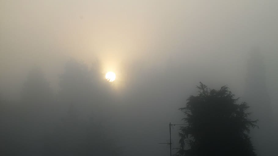 fog, sun, winter, tree, plant, sky, tranquility, beauty in nature HD wallpaper