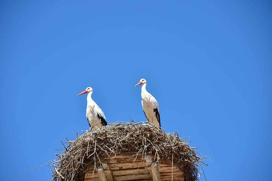 storchennest, storks, birds, animals, rattle stork, nature, HD wallpaper