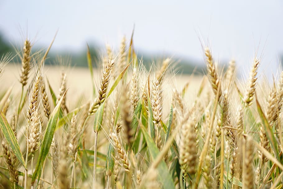 closeup photography of wheat, wheat field, cornfield, summer HD wallpaper