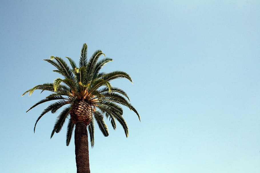green palm tree, sky, blue, nature, plant, vacation, exotic HD wallpaper