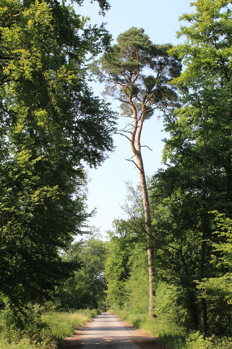 forest path, sunny, away, plant, tree, direction, the way forward HD wallpaper
