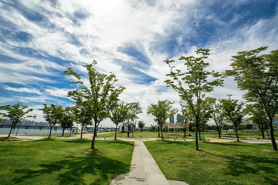 green trees under white cirrus clouds, seoul, yeoido, sky, korea HD wallpaper