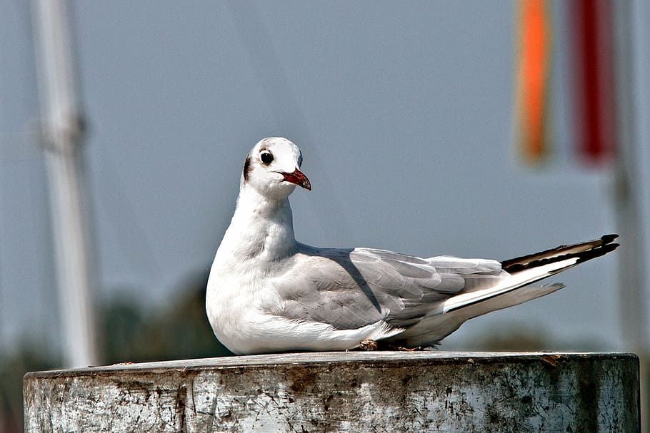 white and gray bird pearch on board, gull, sitting, seagull HD wallpaper
