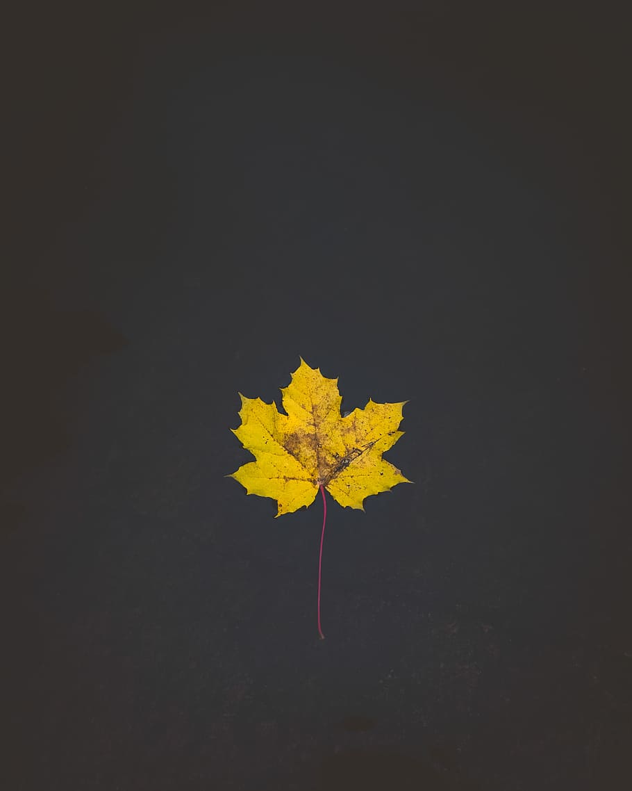 yellow maple leaf on body of water, yellow maple leaf in close-up photography HD wallpaper