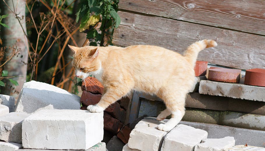 cat, mammal, pet, pets, animal themes, domestic cat, feline HD wallpaper