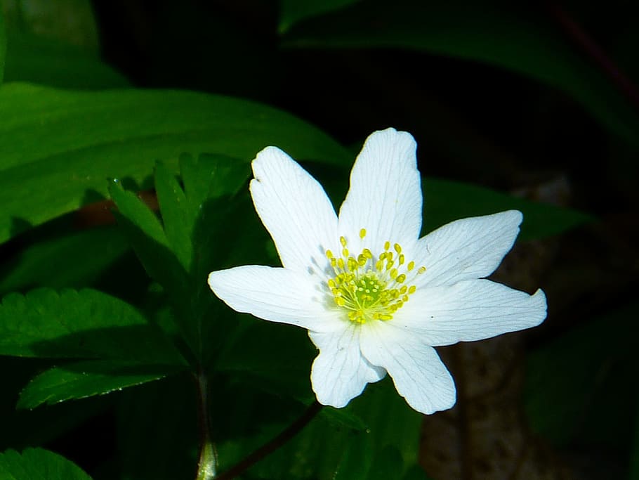 Wood Anemone, Spring, Flower, Blossom, bloom, white, nature