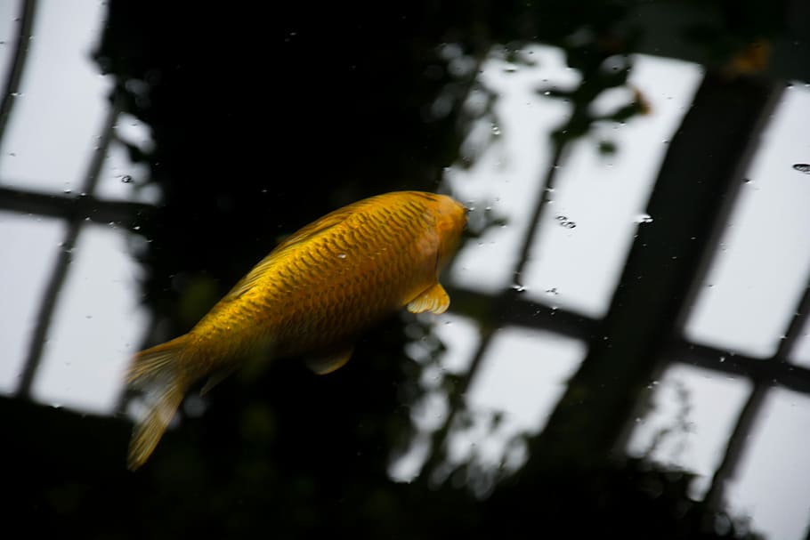 close shot of brown fish, yellow fish in body of water, reflection HD wallpaper