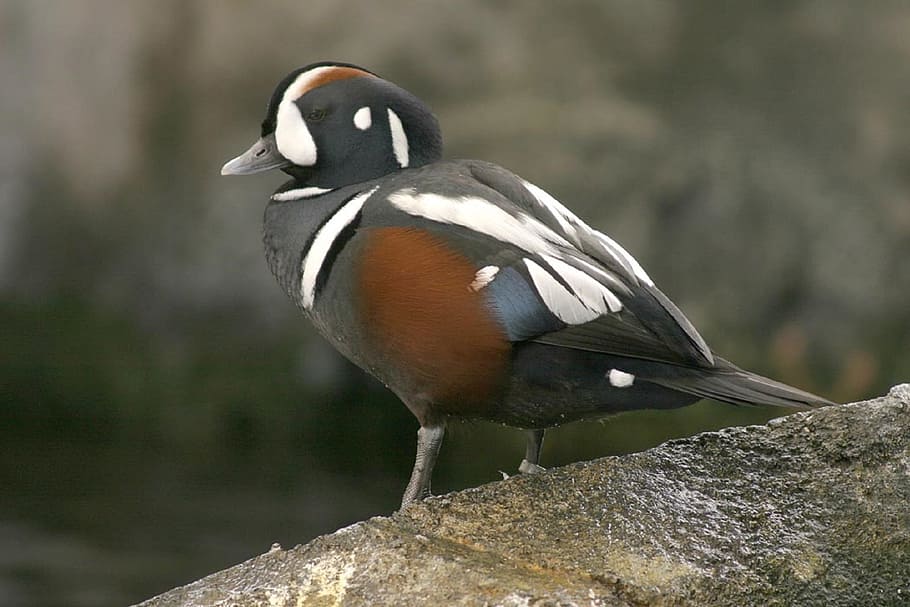 harlequin duck, male, bird, nature, wildlife, portrait, colorful, HD wallpaper