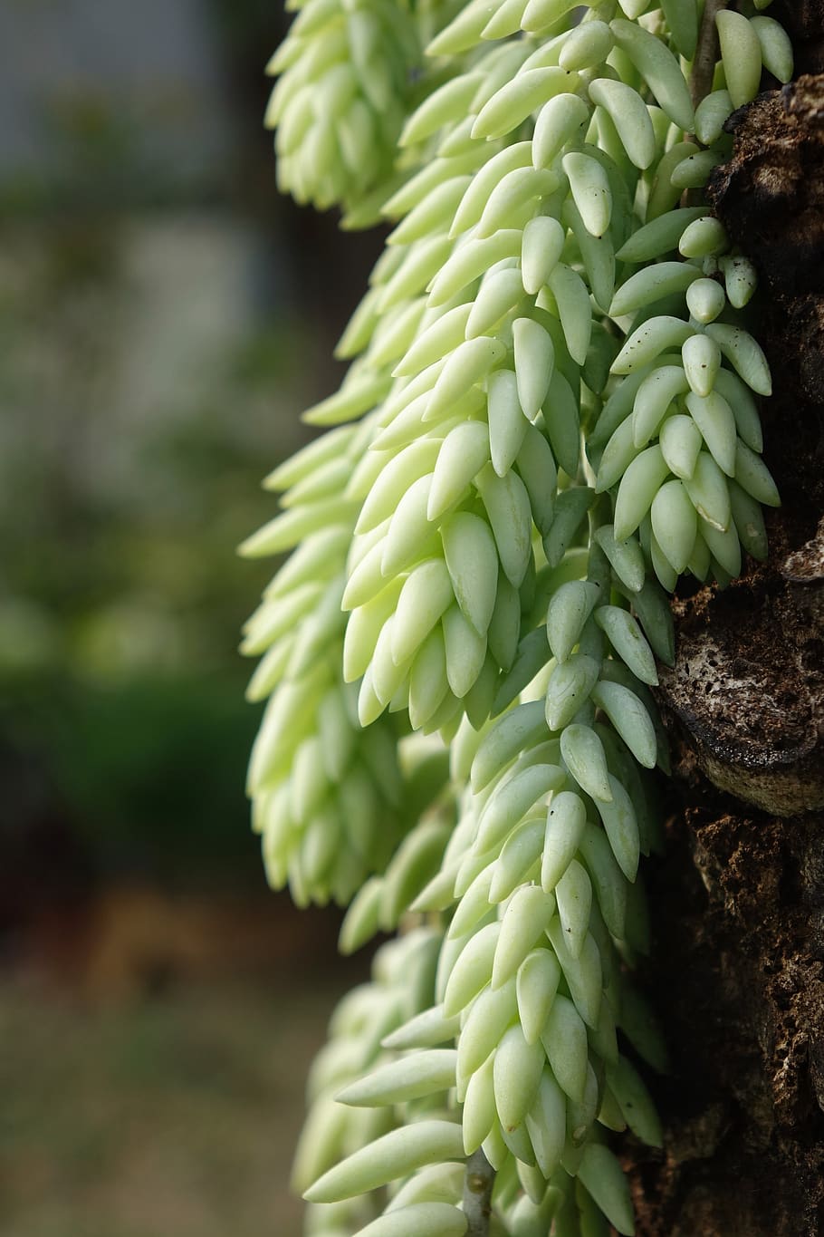 HD wallpaper: plant, nature, jade, growth, green color, freshness