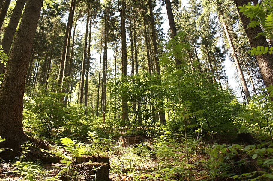 forest, trees, green, plant, nature, land, growth, woodland HD wallpaper