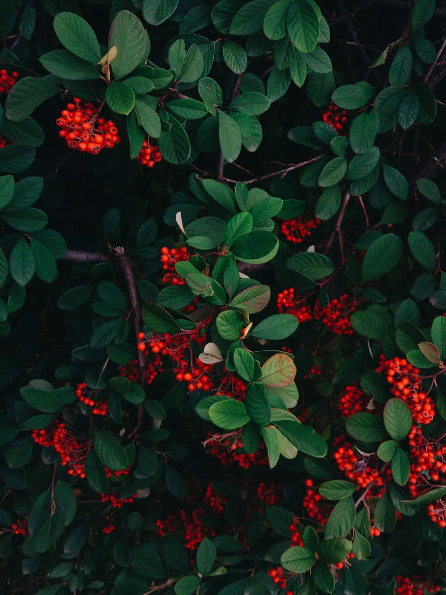 red currants on branch, green leafed plant with red flowers, tree HD wallpaper