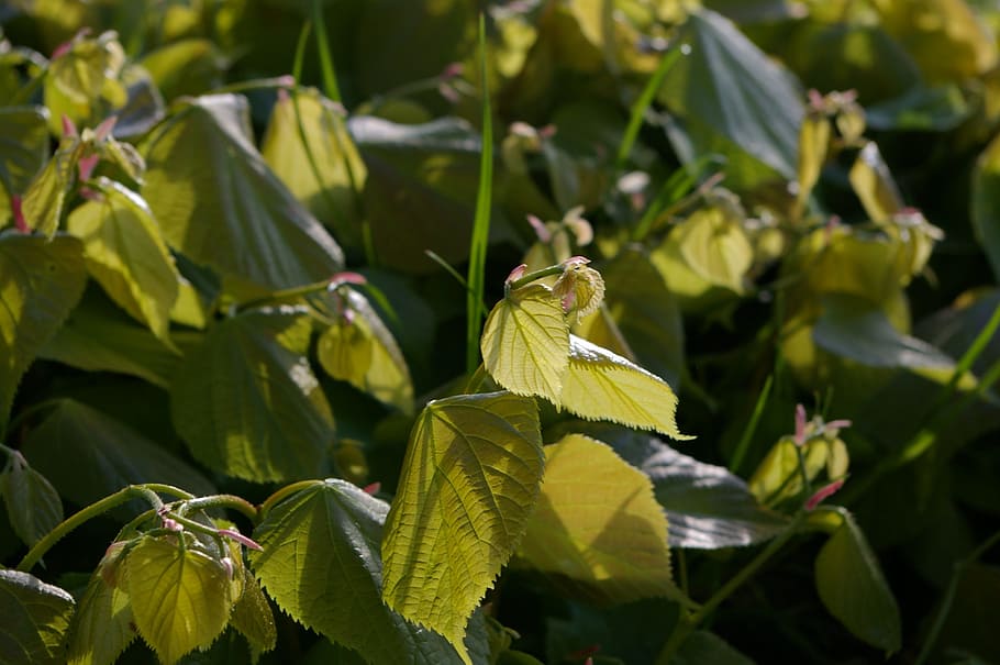 Leaf, Evening Sun, Backlight, green, green color, no people HD wallpaper