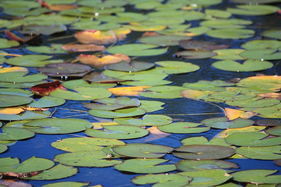 HD wallpaper: water lily, pond, lily pads, plants, aquatic, leaves