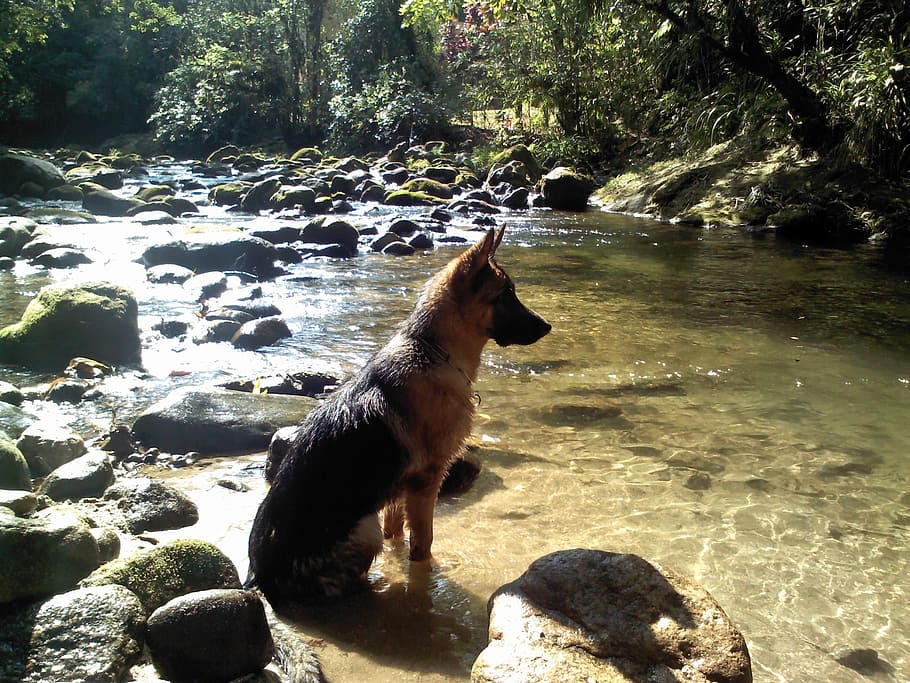 dog, water, rio, animal, one animal, rock, mammal, solid, animal themes HD wallpaper
