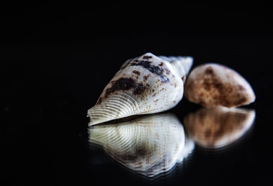 mirroring, shell, still life, black background, studio shot HD wallpaper