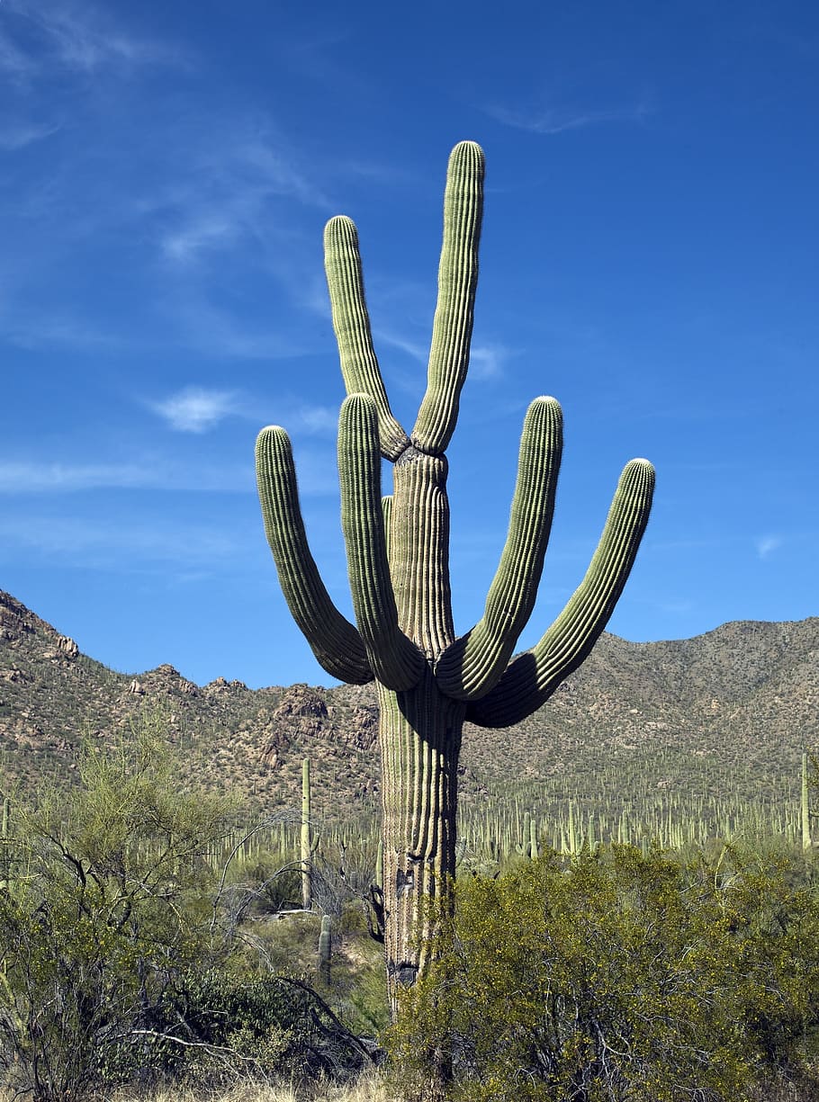 green cactus on green grass field, saguaro, southwest, dry, plant, HD wallpaper