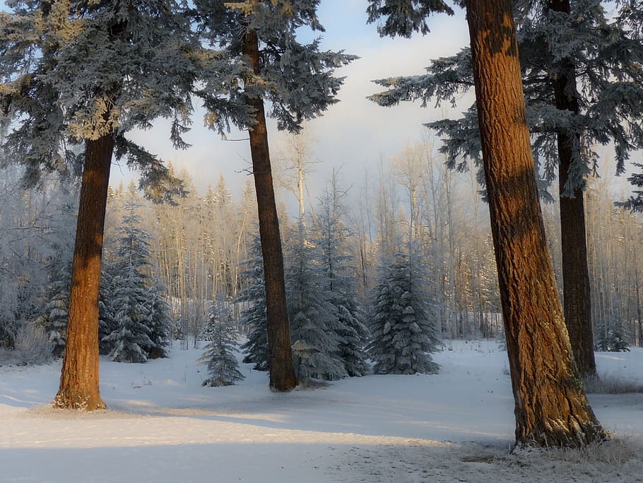 landscape photo of snow-coated forest photo taken during daytime, HD wallpaper