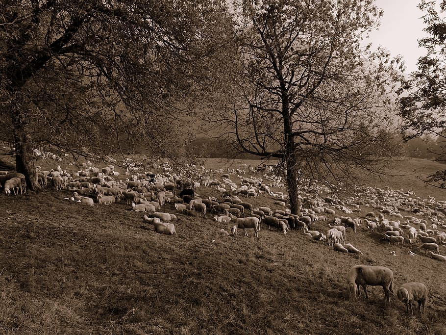 flock, sheep, prato, mountain, trees, nature, animals, grass HD wallpaper