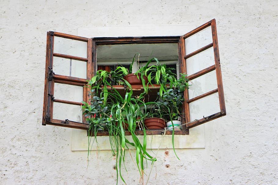 window, old, old window, facade, flowers, historically, flower box HD wallpaper