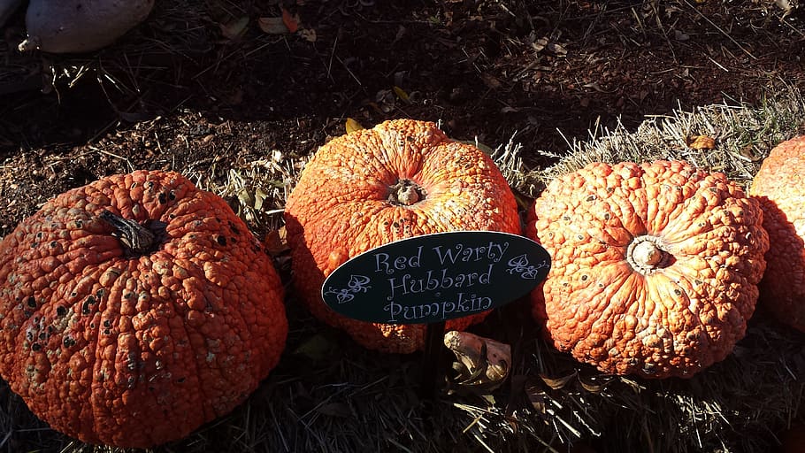 fall, pumpkin, gourds, food and drink, text, freshness, high angle view HD wallpaper