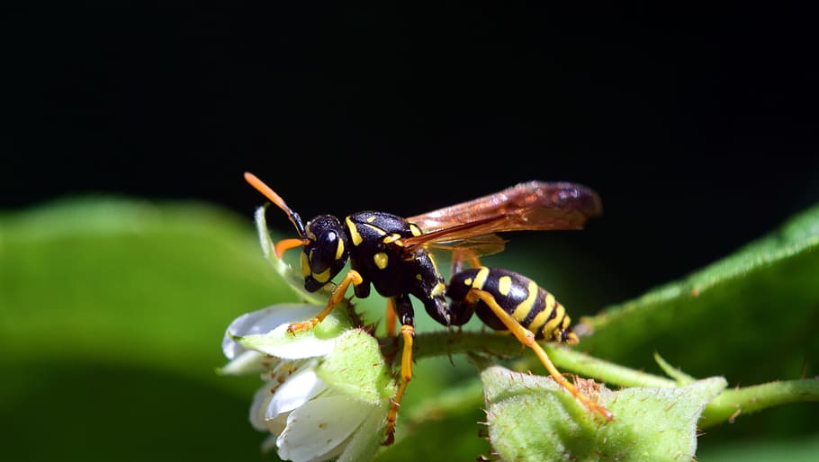 wasp, raspberry flowers, close, insect, yellow, black, stripes HD wallpaper