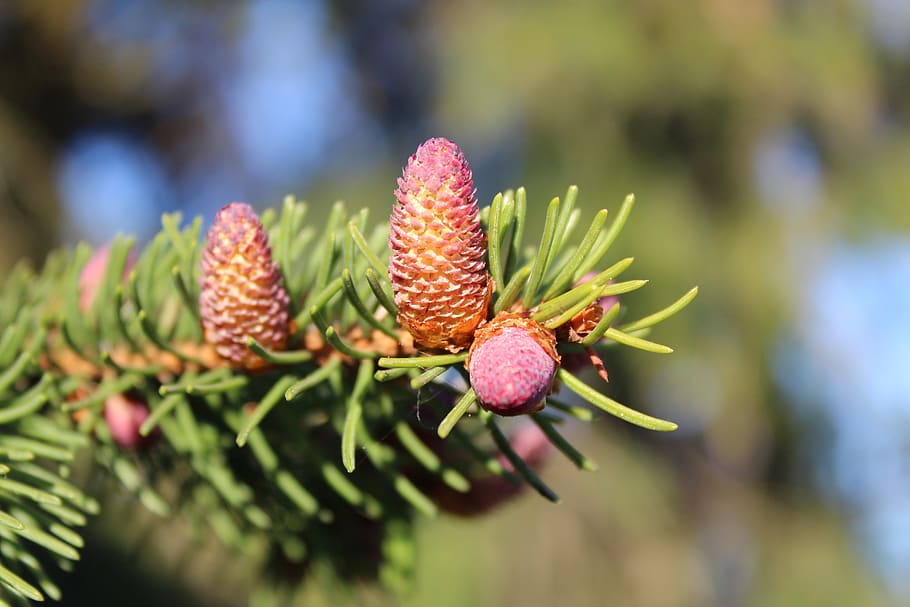 tree, nature, pine, branch, plant, growth, focus on foreground HD wallpaper