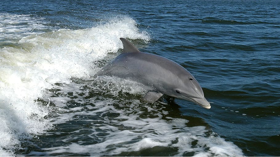 gray dolphin jumping on water, ocean, waves, tursiops truncatus HD wallpaper
