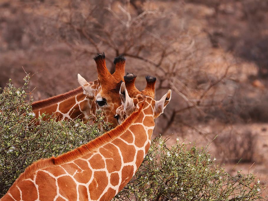 photo of two giraffes near green leaf tree, pair, together, eat, HD wallpaper