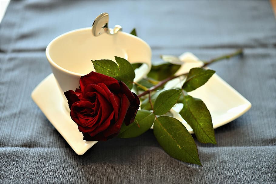 close shot of red rose, coffee cup, cover, romantic, festivity, HD wallpaper