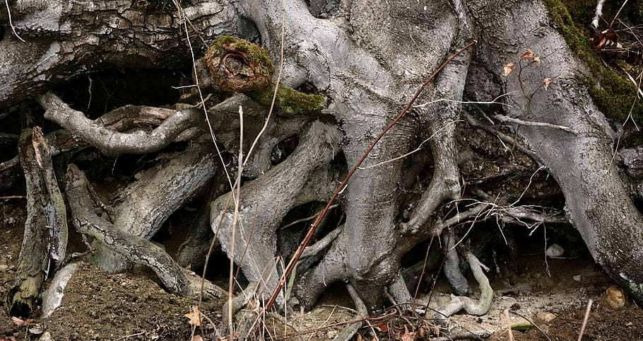 root, root system, tree, texture, background, structure, nature, HD wallpaper