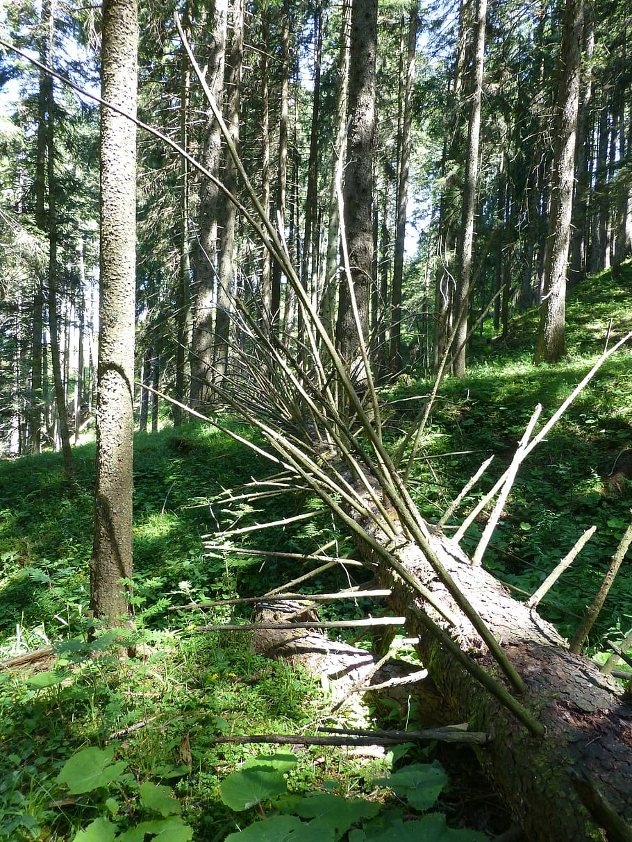 tree, dead tree, aesthetic, branches, wood, log, dead plant HD wallpaper