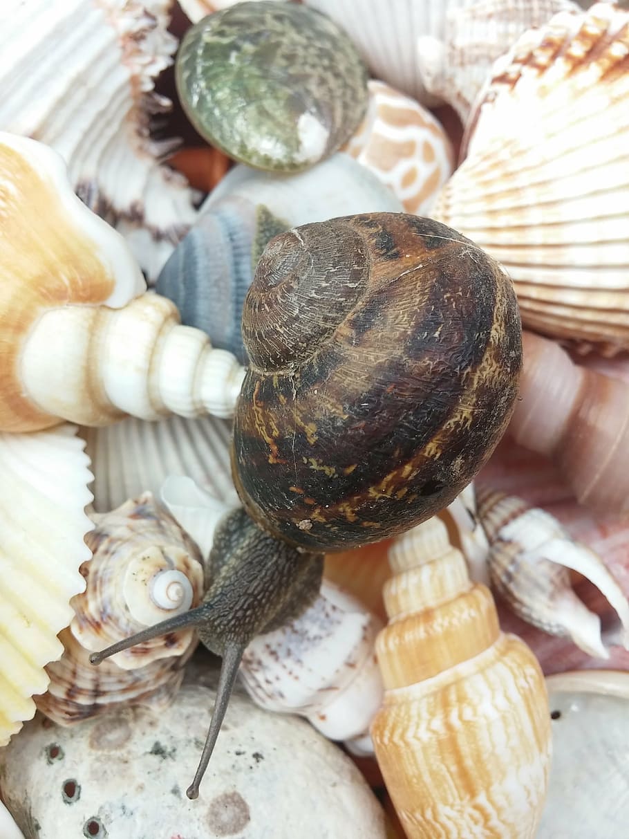 snail, animal, shells, molluscs, inch, fauna, csigabiga, slide HD wallpaper