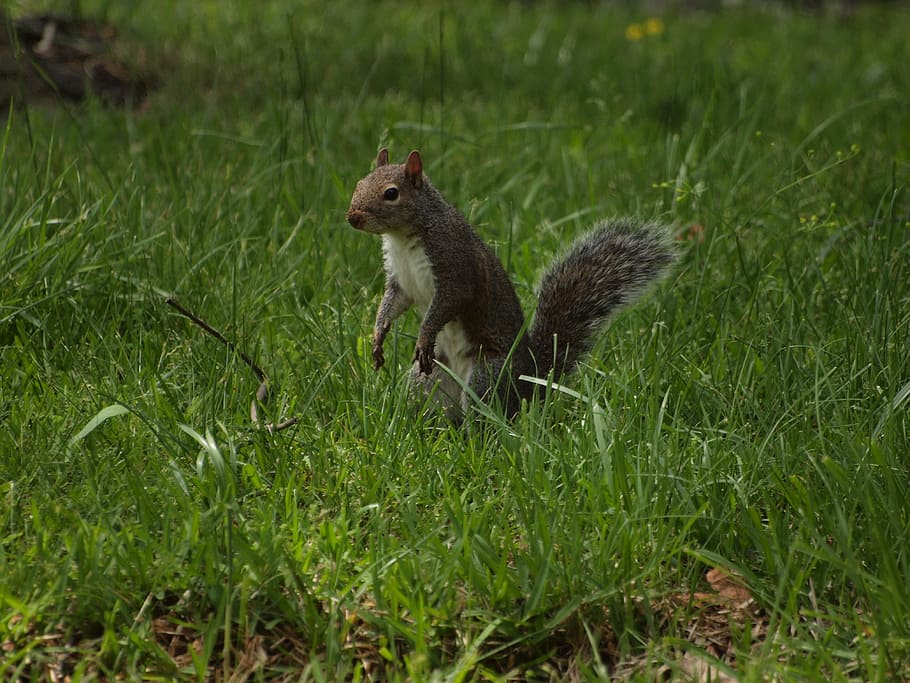 Eastern, Gray, Squirrel, Squirrels, north, america, tennessee HD wallpaper