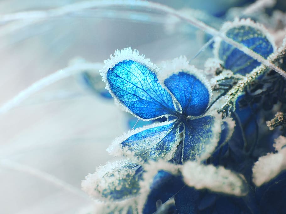 close up photo of blue petaled flower with snow flakes, garden HD wallpaper