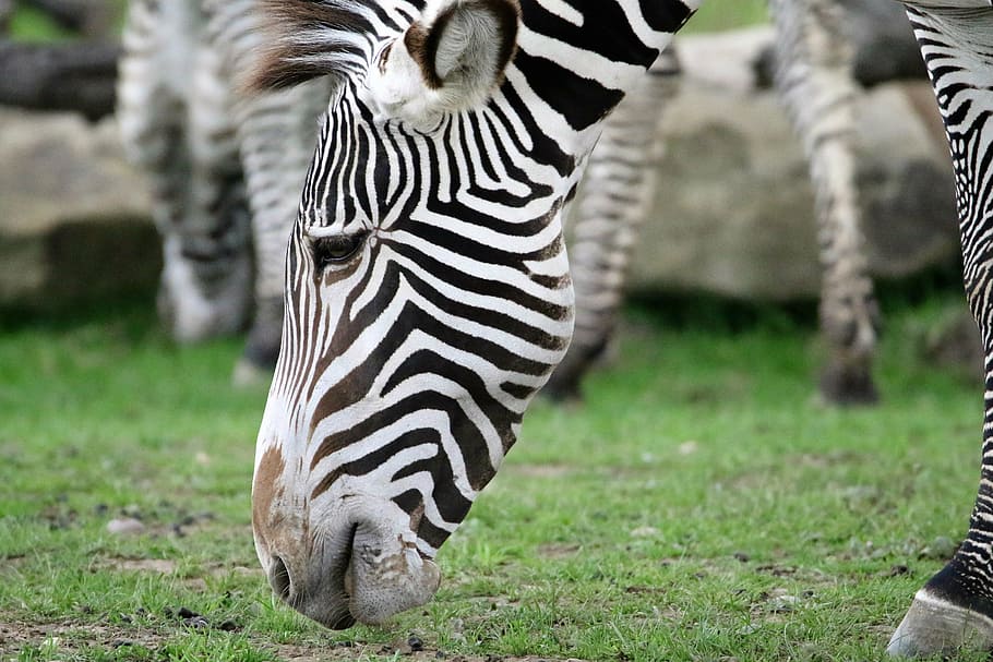 zebra, stripes, striped, black, white, portrait, wild, animal HD wallpaper