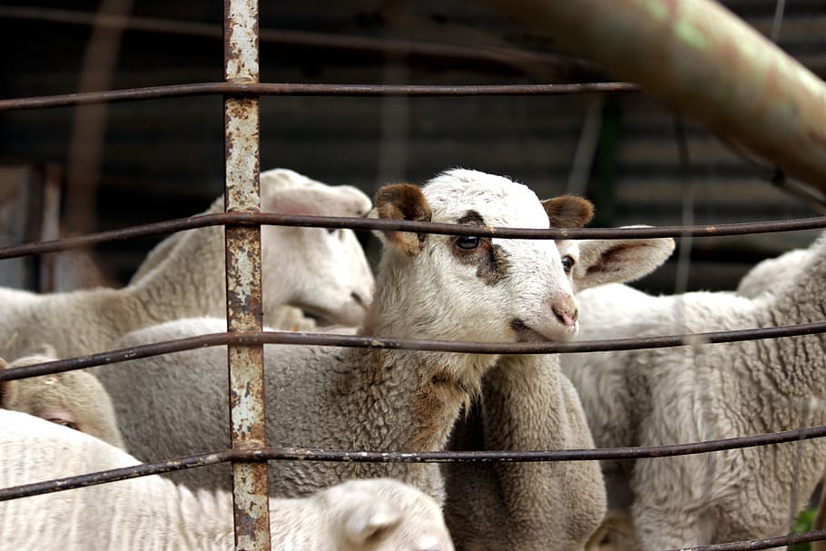 lamb, suckling, sheep, flock, farm, mammal, animal, animal themes HD wallpaper