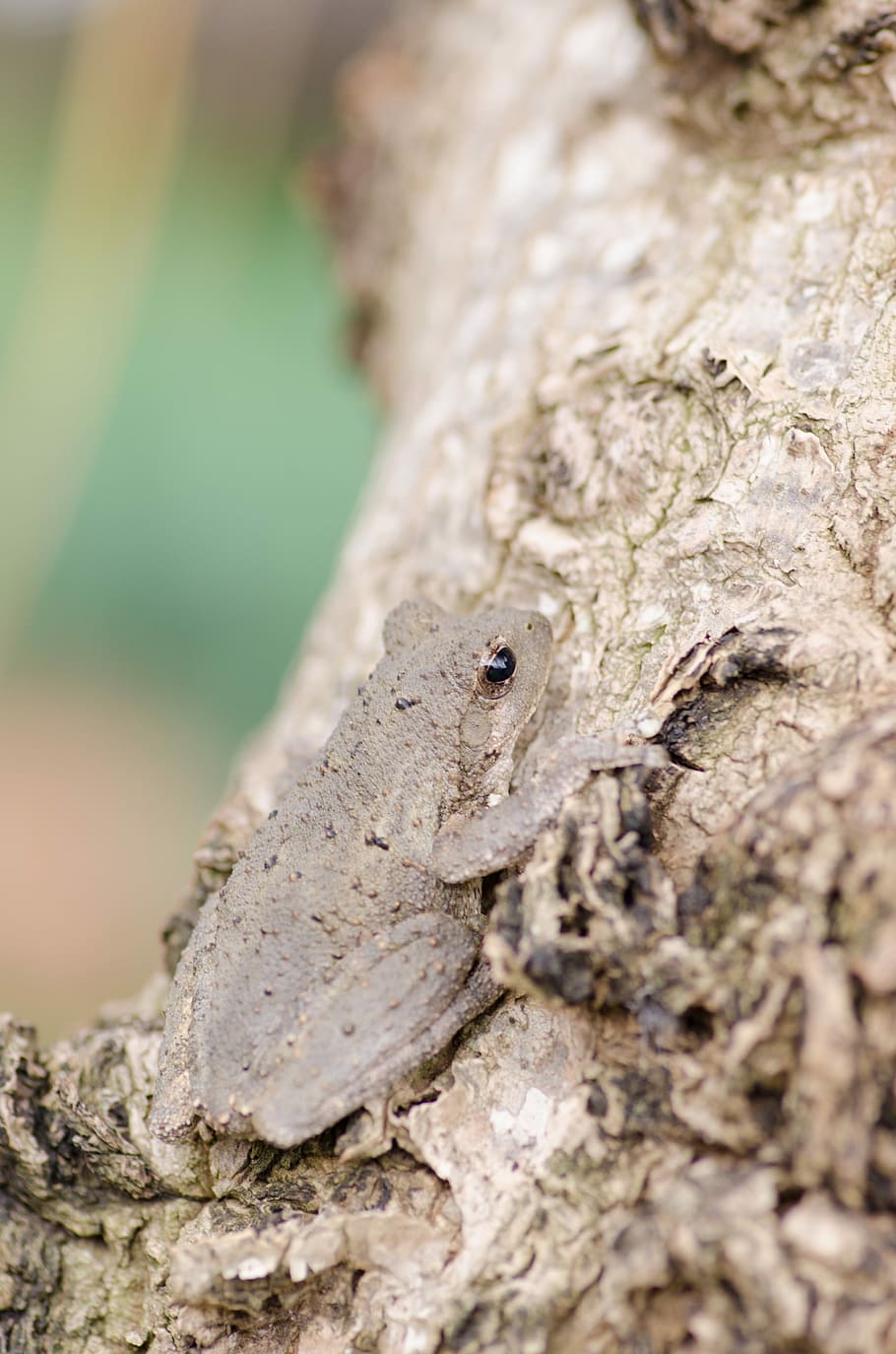 Frog, Tree, Brown, Animals, Toad, animal wildlife, reptile HD wallpaper