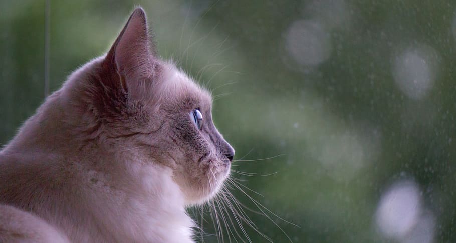 cat, ragdoll, kitten, sweet, one animal, animal themes, mammal HD wallpaper