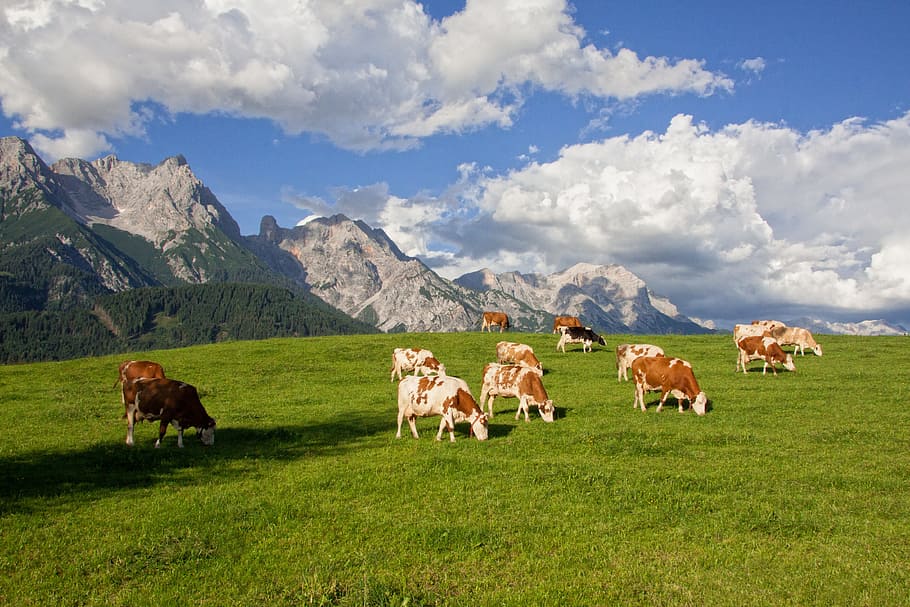 group of brown-and-white cattles on green grass field at day time HD wallpaper