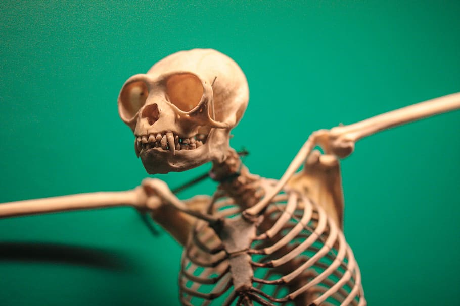 animal skeleton, skeleton of ape, museum, exhibit, bone, indoors HD wallpaper