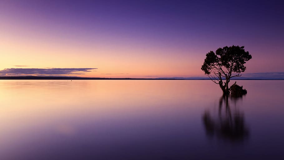 silhouette photo of tree on body of water, sunset, nature, landscape HD wallpaper