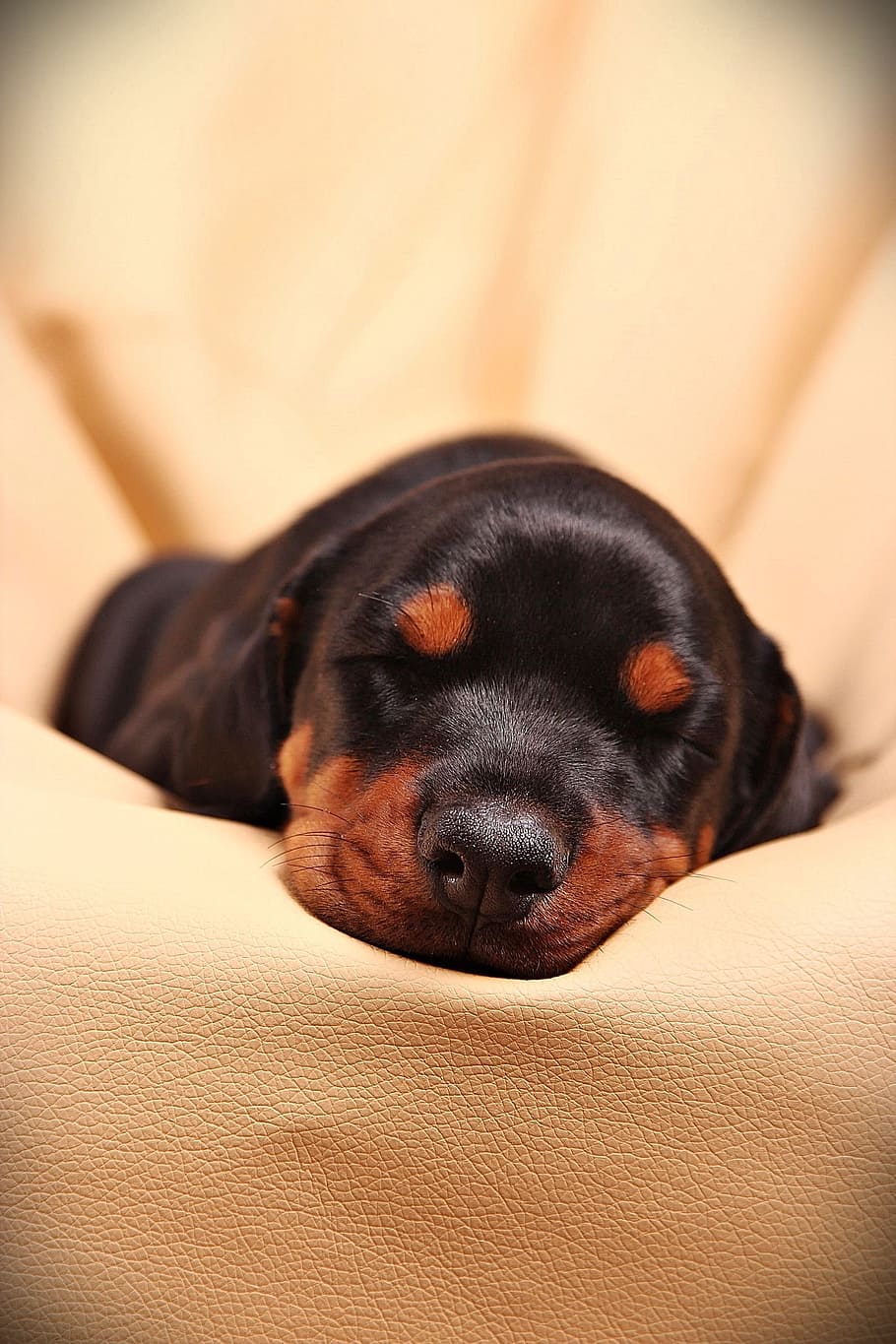 black and mahogany Rottweiler puppy, sleep, dog, doberman, pets HD wallpaper